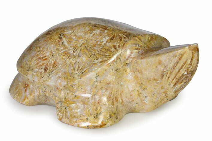 Carved Fossil Yellow Star Coral Turtle - Philippines #322343
